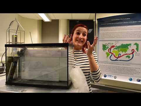 La circulation thermohaline