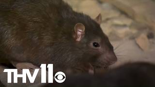 American cities facing new 'Mutant Rat' problem