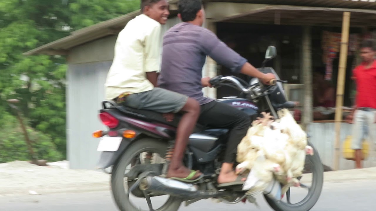 Carrying Live Chickens Home 2, Rural India