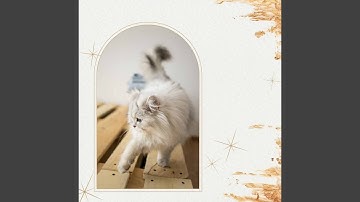 Pulsating Music for Sleeping Kittens