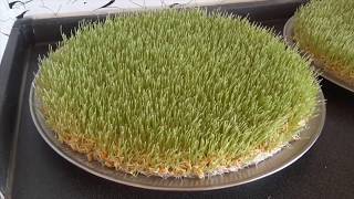 سمنک طرز کاشتن سمنک و مواظبت ❤tarze Mawazebati Samanak سمنک طرز کاشتن سمنک و مواظبت ❤tarze Mawazebati Samanak