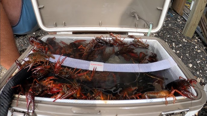 How to Set A Crawfish Traps In Creeks: My First Catch Of 2022 On My Ranch  Using Bacon 