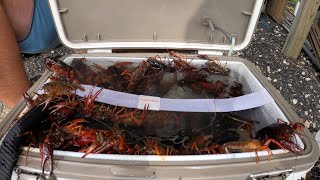 Catching CRAWFISH on the side of a *PUBLIC HIGHWAY* with our NEW TRAPS (CATCH \& COOK)