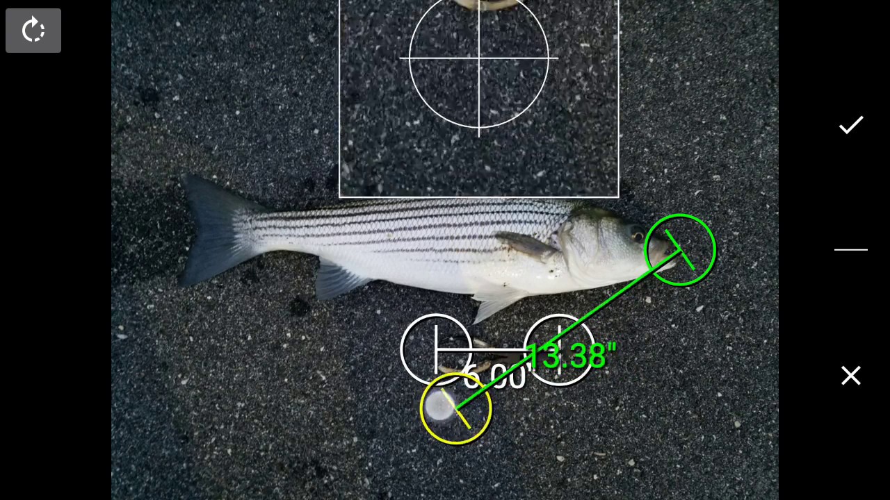 Striped Bass Measured - YouTube