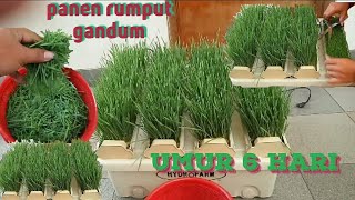 Download Lagu Panen rumput gandum umur 6 hari, langsung di juzz MP3