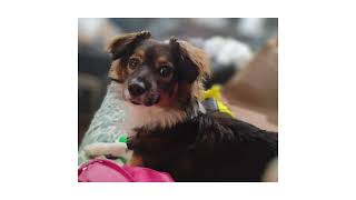 Shawna + Banger Reunited | Petco Love Lost