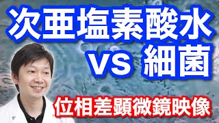 次亜塩素酸水と細菌を戦わせてみた。位相差顕微鏡を使った大人の生物実験【歯科医師 吉岡秀樹】