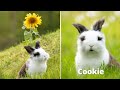 One Cool Bunny