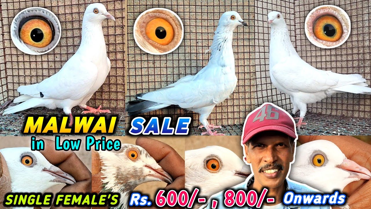 Malbai Pigon Sale in Low Price | 2025 | Pilli Aankh Malwai Kbootar