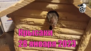 Крысаки, 28 Января 2023