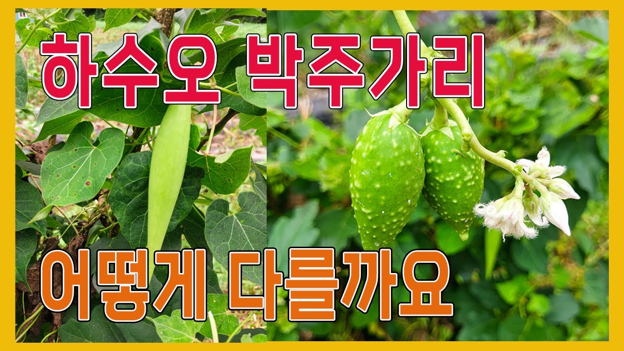 박주가리와 하수오 간단하게 구별하기 - YouTube