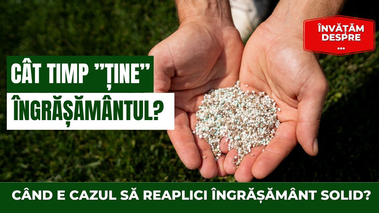 Îngrășământ pentru gazon: Durata efectului îngrășămintelor. Când reaplici îngrășământ gazonului?