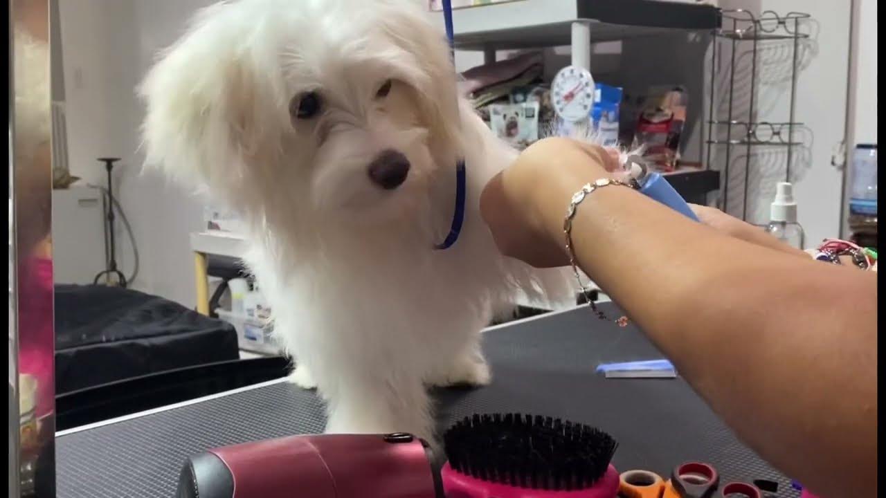Grooming Coton de Tulear Breed She's 6 Months Old YouTube