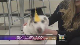 Theo - Therapy dog