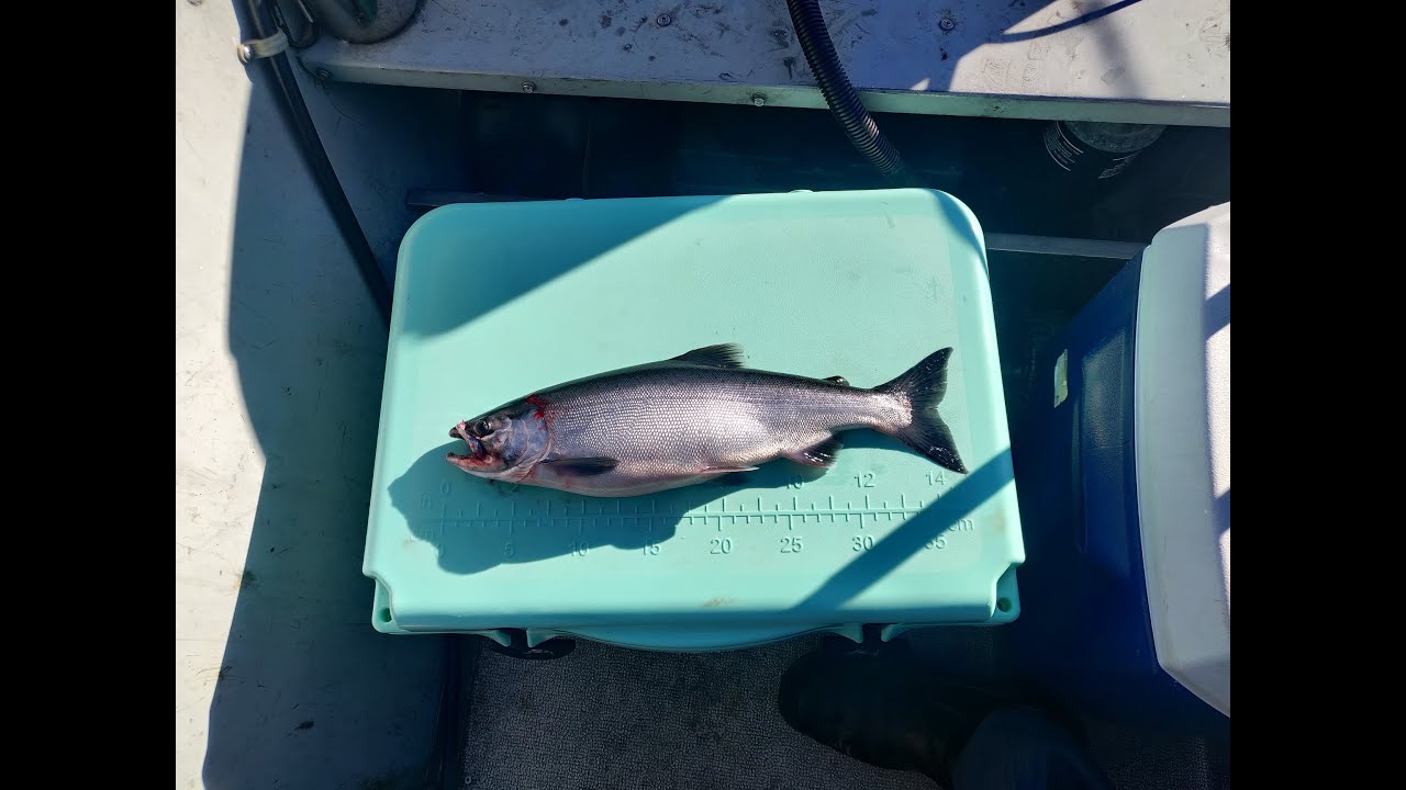 Kokanee and Trout Fishing at Detroit Lake, OR - August 2020