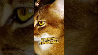 Abyssinian Cat Breed #cats #cat #catfamily #catsrule #pet