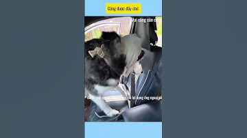 Con lu nhà tôi mỗi lần về quê nó kiểu # vui cùng cún cưng