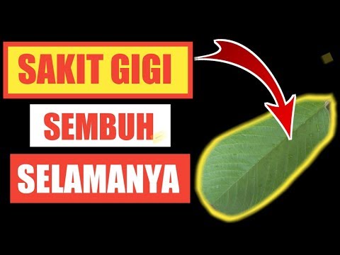 Berikut ini kami akan memberikan Informasi seputar kesehatan tentang 5 Obat Sakit Gigi Berlubang Pal. 