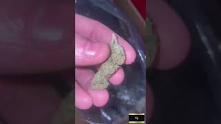 Wholesale THCA Hemp Flower Pounds | Legal Bulk Fulfillment Insights & Verified Zaza Sourcing