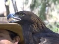 Aguila Real, símbolo vivo de los mexicanos