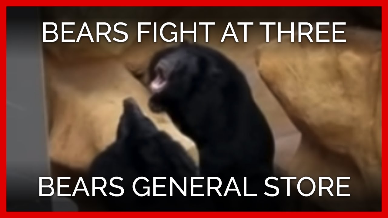 Bears Fighting at Three Bears General Store