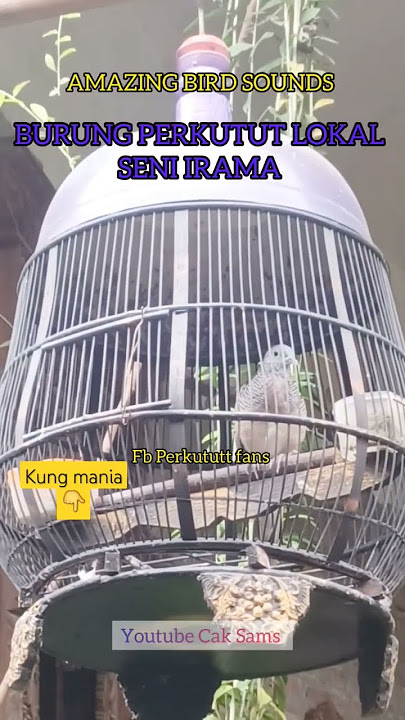 Perkutut gacor seni irama merdu masteran pancingan pikat burung perkutut #perkutut #masteran #gacor