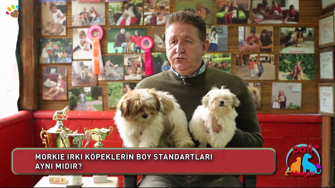 Morkie Irki Kopeklerin Boy Standartlari Ayni Midir Youtube