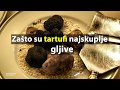 Zašto su tartufi najskuplje gljive na svetu? | Agromedia