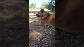 descansando en la parcela #miradacanina #perritos #dog #doglife #perrosfelices #viral #campo #relax