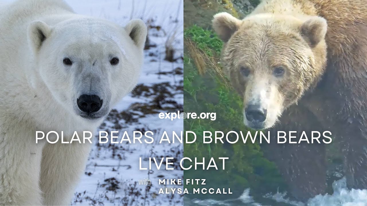 その他 Bears Bears of the World, 3 Part Cards, Bear Species Study, Montessori