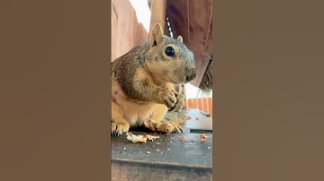 1 minute brunch with Squirrel Baby Grand Nuts super peanut time #animals #eating #relaxing #asmr #op