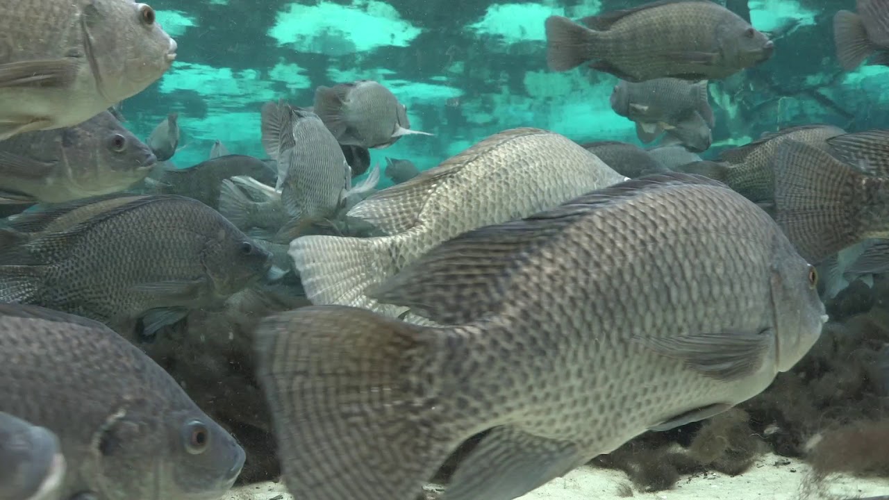 Blue Tilapia  Complete Guide To Blue Tilapia, How They Look, What