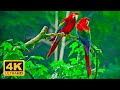 The worlds greatest birds 4k ultra  relaxing music and nature 4k tv