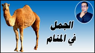 تفسير حلم الجمل في المنام