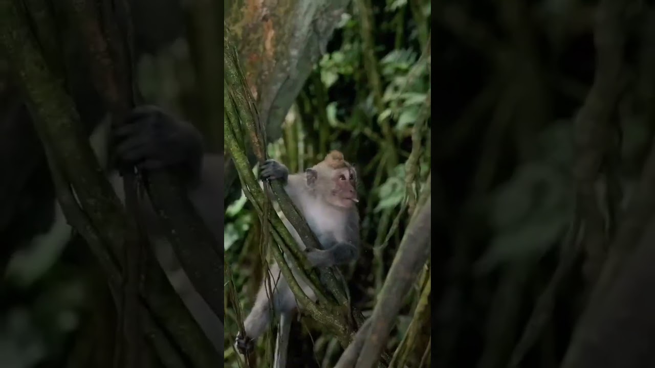 Sea of Dreams Apartments - Victoria Falls