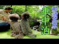 犬と一緒に那須高原をキャンピングカーで冒険!キャンプ場のようなRVパーク&美しい自然に出会う旅