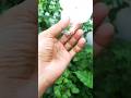 Laal Ribana Karli Karli Keshai Ma Ft Paul Shah Tek BC Asmita Jureli Newsong Shorts Laal Ribana Karli Karli Keshai Ma Ft Paul Shah Tek BC Asmita Jureli Newsong Shorts