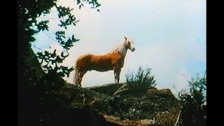 The Golden Stallion (1949)