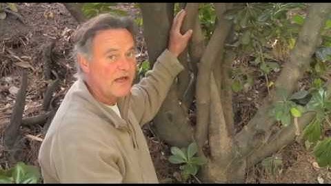 Pleaching - Prune Like a Pro