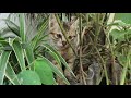何かを訴えたいときの猫の鳴き声 子猫