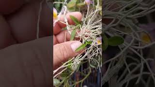 Segredo Do Dendrobium Loddigesii