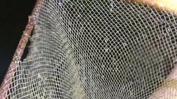 Cá thác lác giống 0903153101 - Lộc