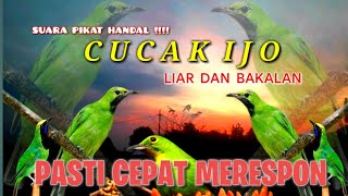 Mau Mikat ?? Gunakan Suara Pikat Cucak Ijo Yang Ini Di Jamin Handal