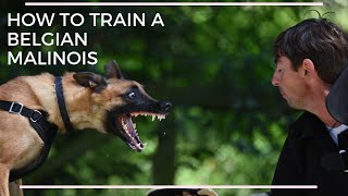 How to train Belgian Malinois Dog protection with Viorel Scinteie !!! by Viorel Scinteie Modern Dog Training 34,743 views 4 years ago 10 minutes, 14 seconds