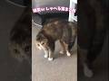 もう人間やんw 喋る猫たちがおもろすぎる