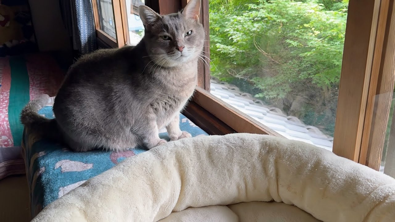 Good morning, everyone at Sacchan! - YouTube