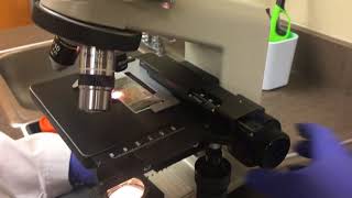 VET 222 TASk 16 fecal direct smear
