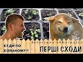 ПРОКЛЮНУЛОСЬ! ПЕРШІ СХОДИ! - Бізнес ідея вирощування лікарських трав - 16