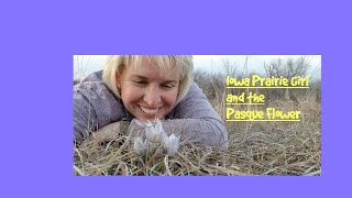 Iowa Prairie Girl and the Pasque Flower
