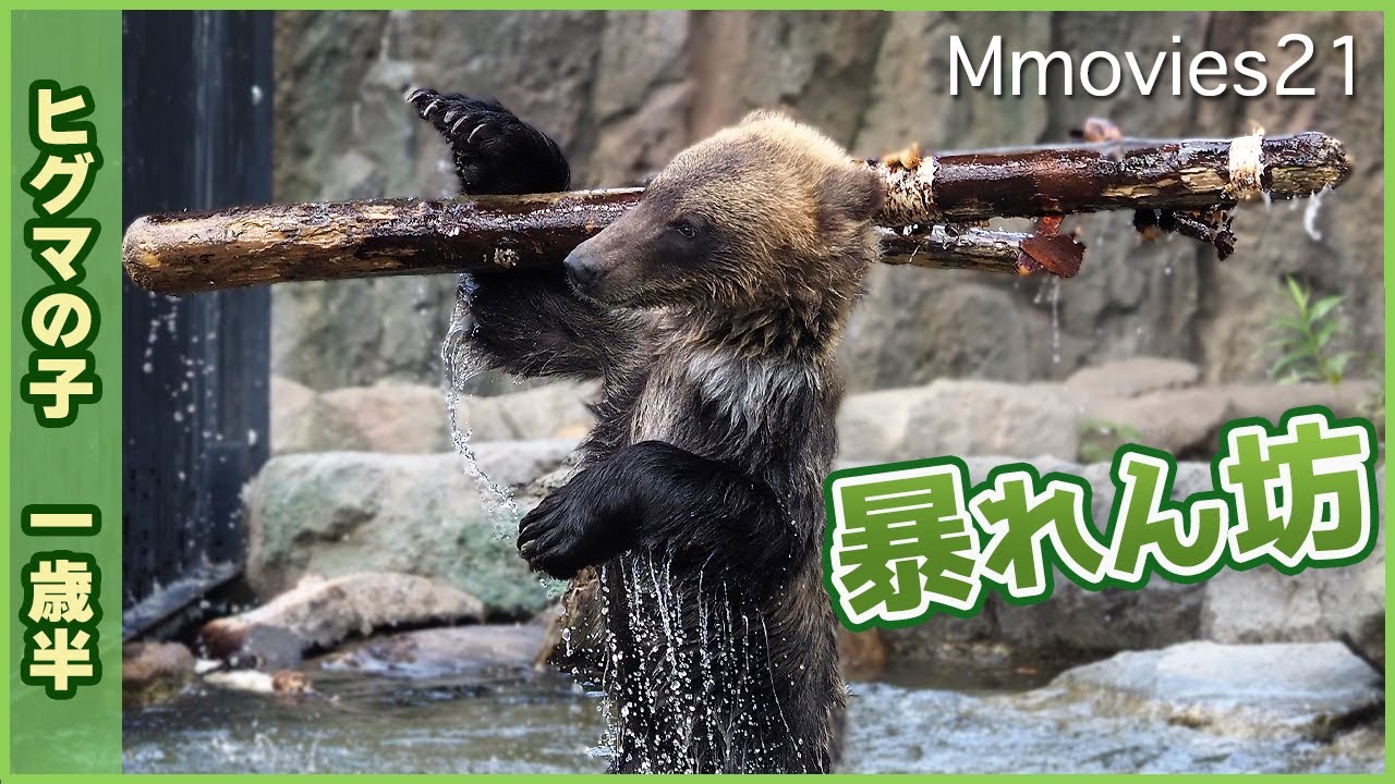 旭山動物園エゾヒグマのすなすけ プールでポリタンクで大はしゃぎ | 北